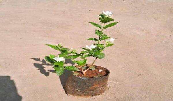 Mogra Jasmin Plants - Image 15