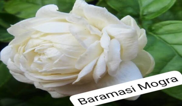 Mogra Jasmin Plants - Image 6