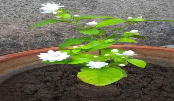 Mogra Jasmin Plants - Image 11