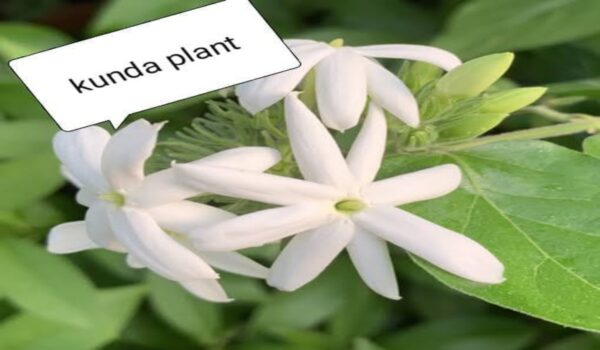Mogra Jasmin Plants - Image 5