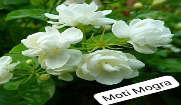 Mogra Jasmin Plants - Image 4