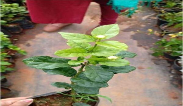 Mogra Jasmin Plants - Image 3
