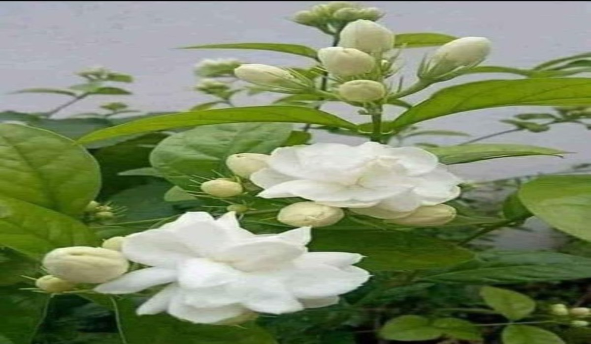 Mogra Jasmin Plants