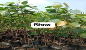 Pipal Plant