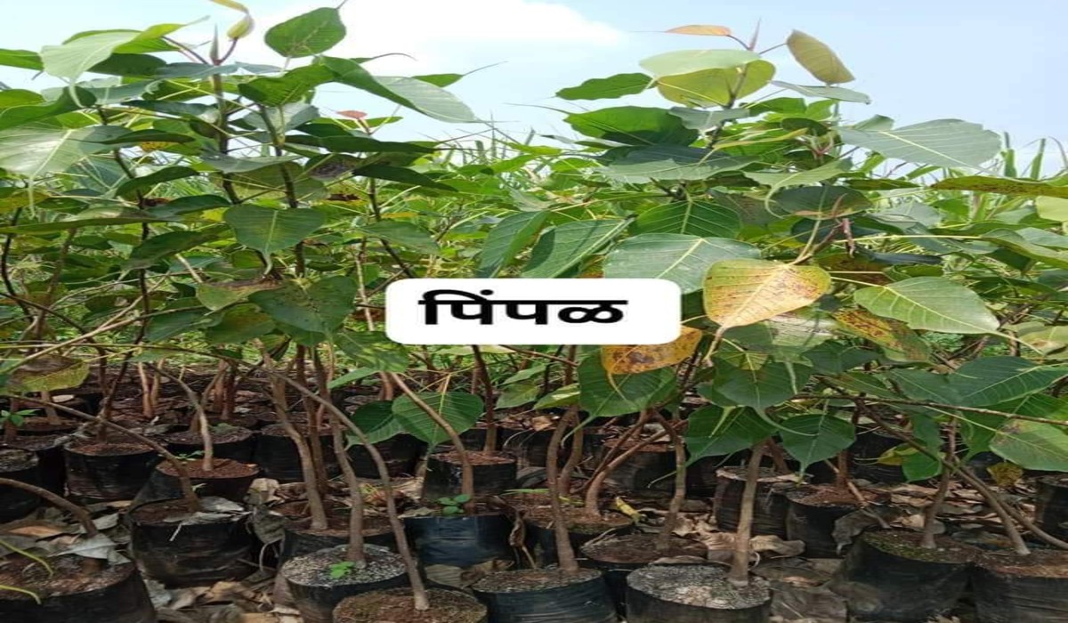 Pipal Plant