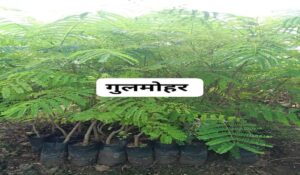 Gulmohar