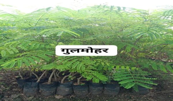 Gulmohar