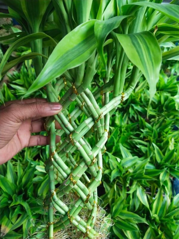 Lucky Bamboo L - Image 3