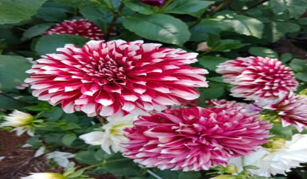 Daliya  Plants - Image 8