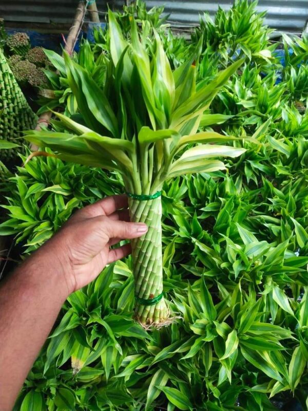 Lucky Bamboo L - Image 4
