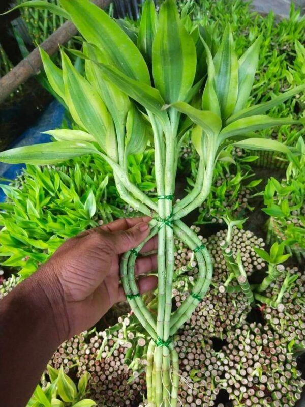 Lucky Bamboo L - Image 5