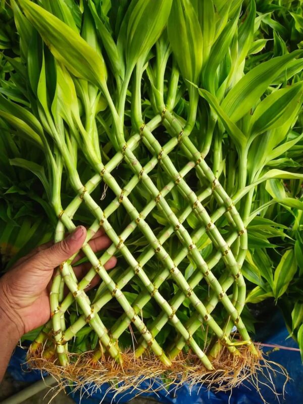 Lucky Bamboo L