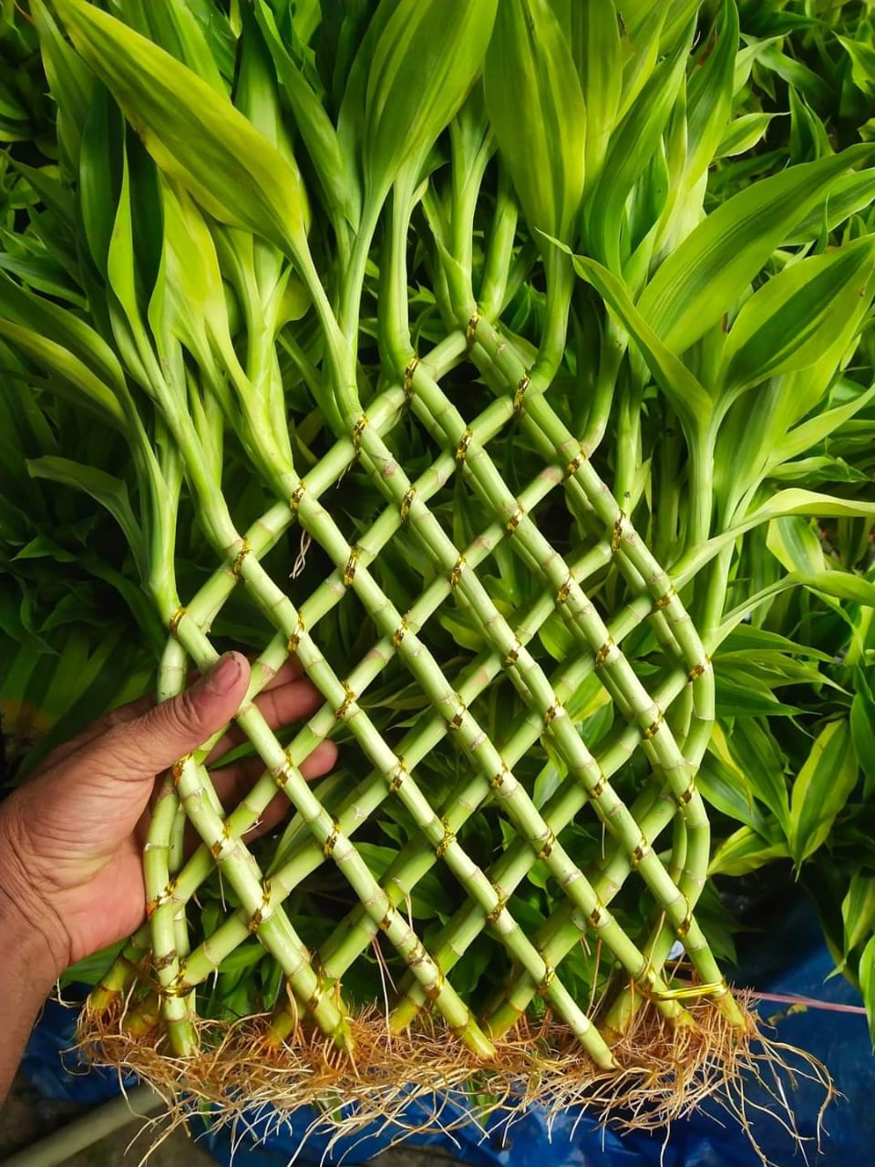Lucky Bamboo L