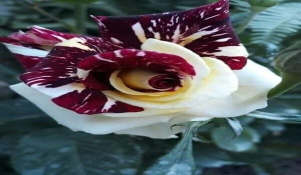 Rose Flower (Gulab) - Image 2