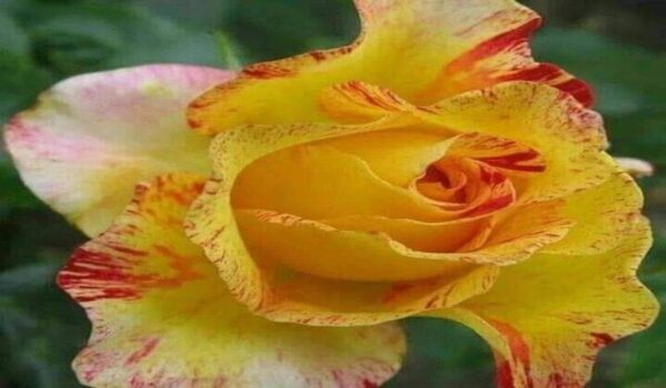Rose Flower (Gulab) - Image 3