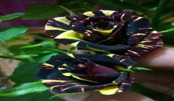 Rose Flower (Gulab) - Image 4