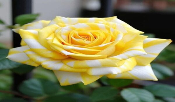 Rose Flower (Gulab) - Image 5