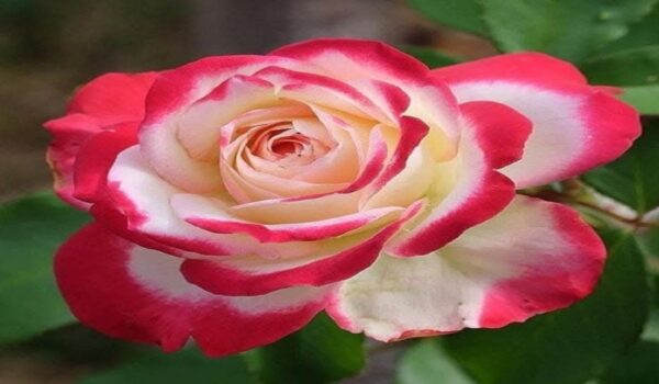 Rose Flower (Gulab) - Image 6