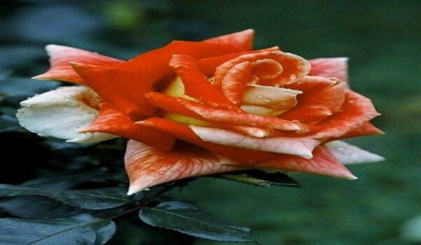 Rose Flower (Gulab) - Image 7