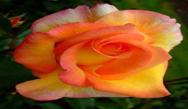 Rose Flower (Gulab) - Image 8