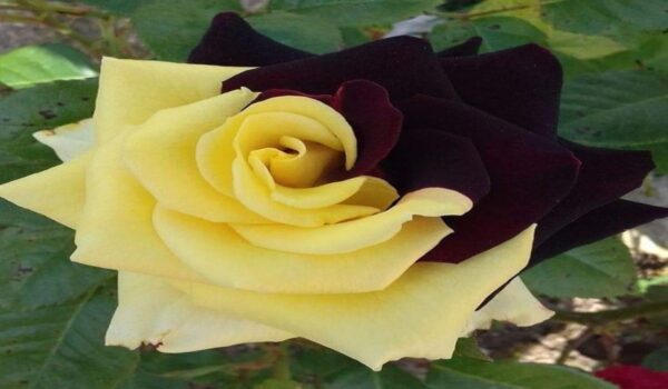 Rose Flower (Gulab) - Image 9