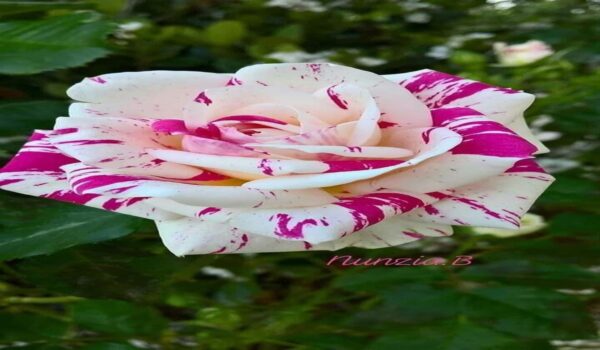 Rose Flower (Gulab) - Image 10