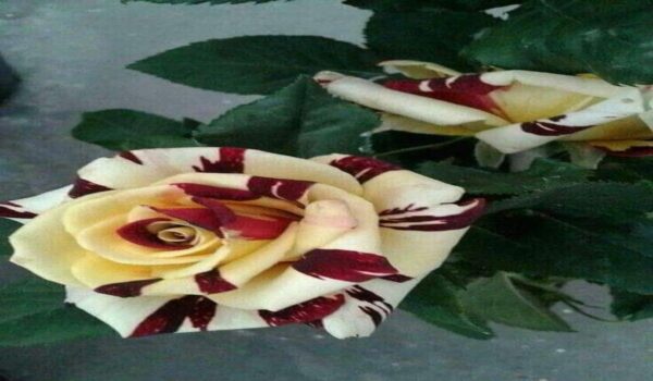 Rose Flower (Gulab) - Image 11