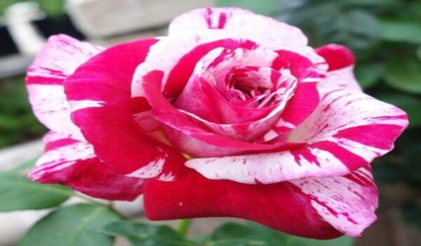 Rose Flower (Gulab) - Image 12