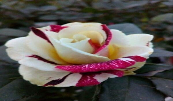 Rose Flower (Gulab) - Image 13