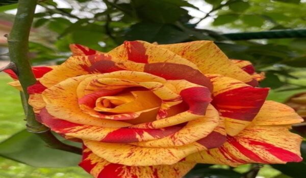 Rose Flower (Gulab) - Image 14