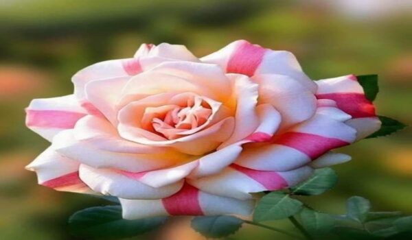 Rose Flower (Gulab) - Image 15