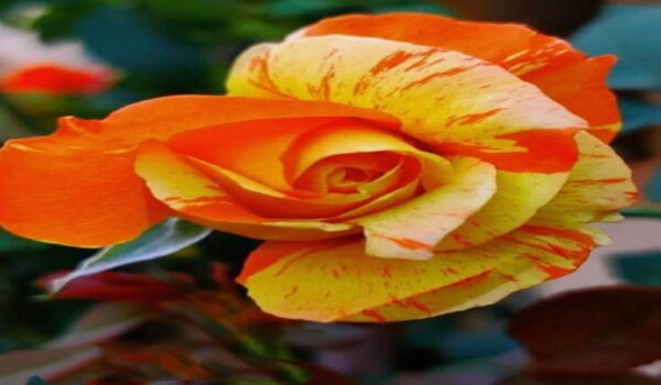 Rose Flower (Gulab) - Image 16
