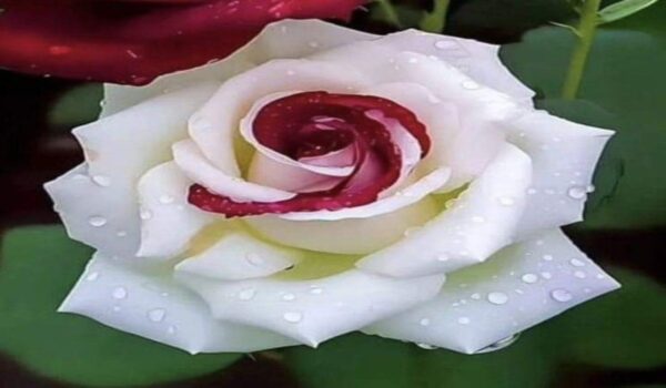 Rose Flower (Gulab) - Image 17