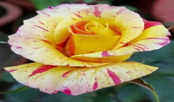 Rose Flower (Gulab) - Image 18