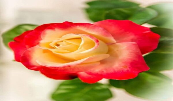Rose Flower (Gulab) - Image 19