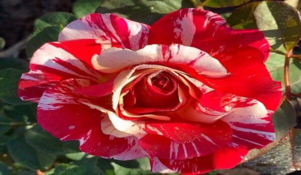 Rose Flower (Gulab) - Image 20