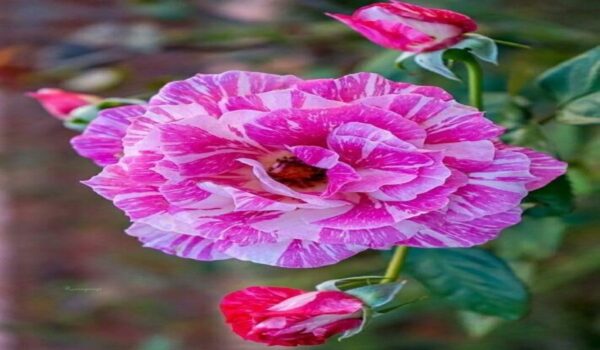 Rose Flower (Gulab) - Image 22