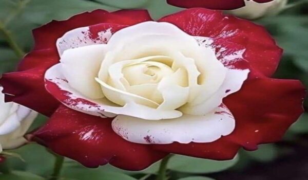 Rose Flower (Gulab) - Image 23