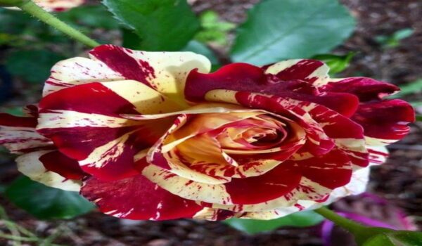 Rose Flower (Gulab) - Image 24