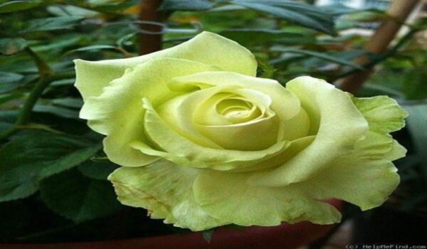 Rose Flower (Gulab) - Image 25