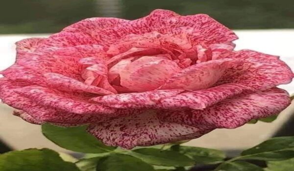 Rose Flower (Gulab) - Image 26