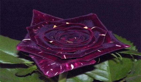 Rose Flower (Gulab) - Image 27
