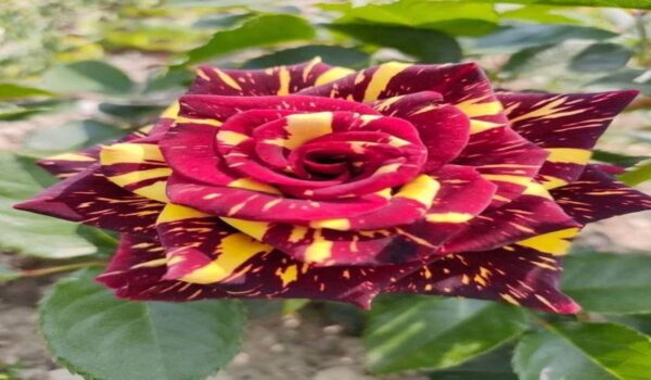 Rose Flower (Gulab) - Image 28