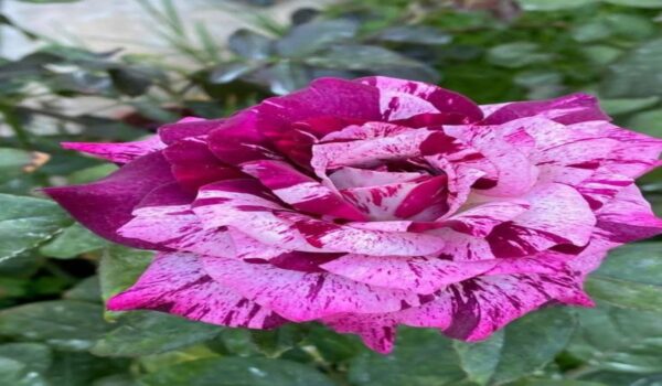 Rose Flower (Gulab) - Image 29