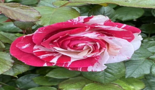 Rose Flower (Gulab) - Image 30