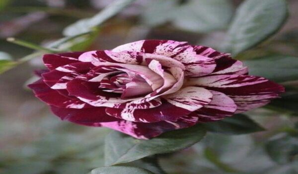 Rose Flower (Gulab) - Image 31