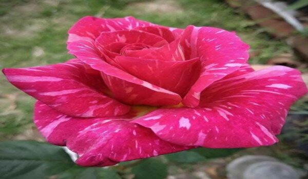 Rose Flower (Gulab) - Image 32