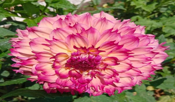 Daliya  Plants - Image 6