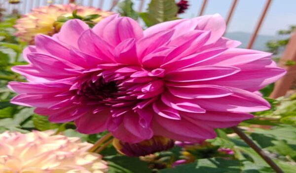 Daliya  Plants - Image 7