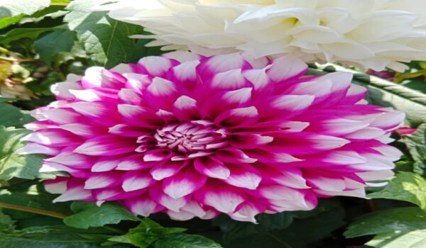 Daliya  Plants - Image 5